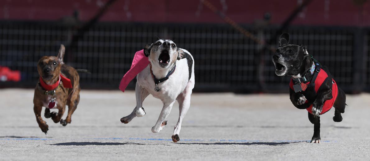 Weiner Fest 2017 19.jpg